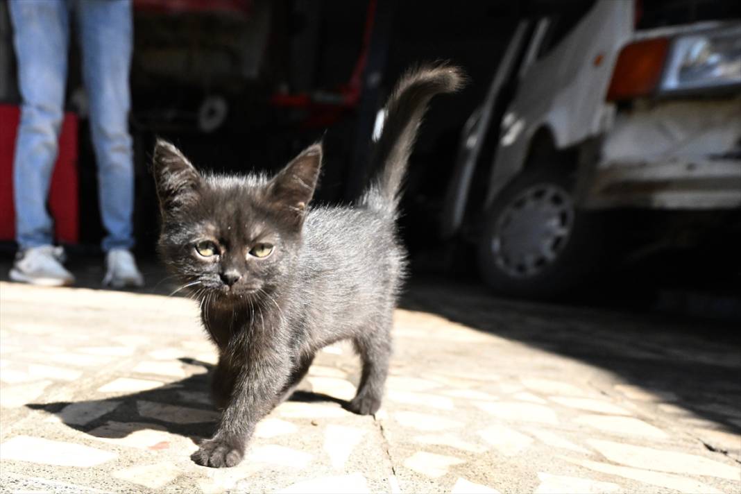 Tamirhanenin yeni Çırak'ı görenlerin yüzünü güldürüyor 4